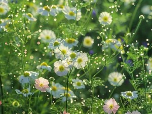 野花视频在线观看免费3【请详细介绍一下野花视频在线观看免费 3的相关内容及使用方法？】