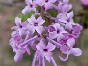 丁香花在线视频完整版,请问哪里可以找到丁香花在线视频完整版呢？