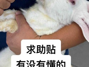 男朋友咬我的小兔子头会发炎吗？让我们来了解一下这个神奇的产品