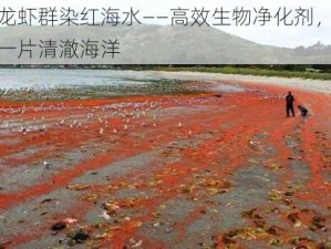 小龙虾群染红海水——高效生物净化剂，还你一片清澈海洋