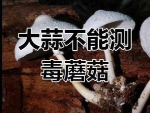 蘑菇黑料爆料：揭秘不为人知的产品真相