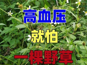 野草乱码一区四区区别(野草乱码一区四区在内容、功能及用户体验等方面有哪些区别？)