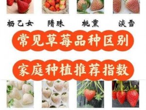 精产国品一二三产区草莓【精产国品一二三产区草莓的种植特点及市场前景如何？】