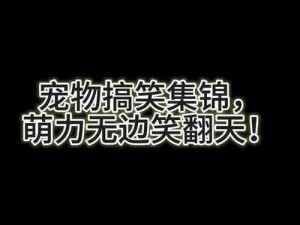 温馨萌宠瞬间，融化你的心扉——甜蜜截图预览