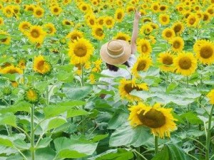 田园风家居必备：向日葵紫阳花采摘的茜，带你感受自然之美