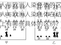 亚洲人与欧洲人染色体的区别_亚洲人与欧洲人染色体在结构和功能上有哪些具体的区别？