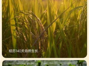 一起草在哪 17c14：智能除草专家，让你的草坪完美无瑕