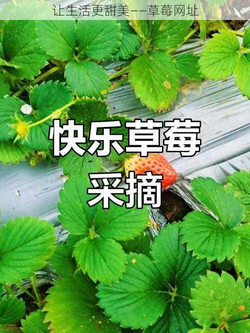 让生活更甜美——草莓网址