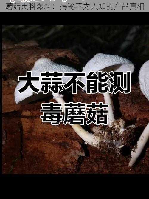 蘑菇黑料爆料：揭秘不为人知的产品真相