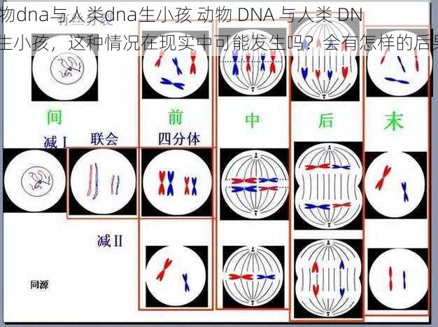 动物dna与人类dna生小孩 动物 DNA 与人类 DNA 生小孩，这种情况在现实中可能发生吗？会有怎样的后果？