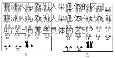 亚洲人与欧洲人染色体的区别_亚洲人与欧洲人染色体在结构和功能上有哪些具体的区别？