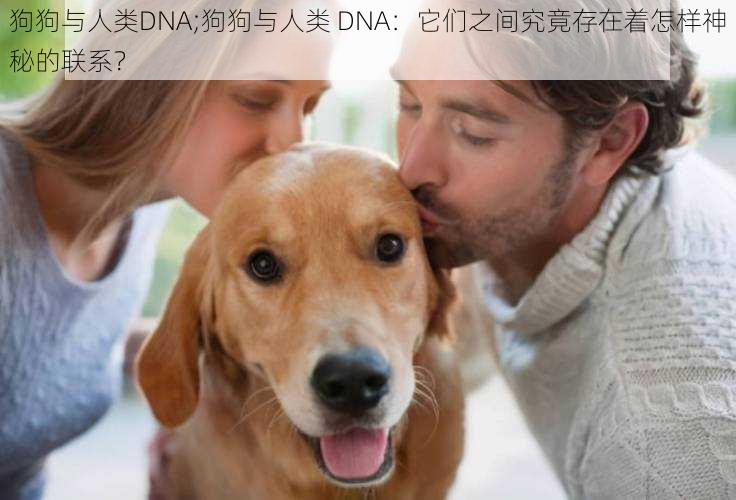 狗狗与人类DNA;狗狗与人类 DNA：它们之间究竟存在着怎样神秘的联系？